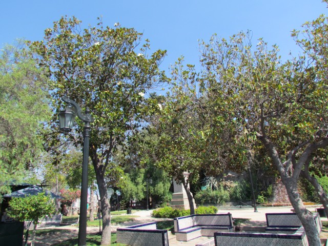 Magnolia grandiflora MagnoliaPlantingSantiago3.JPG