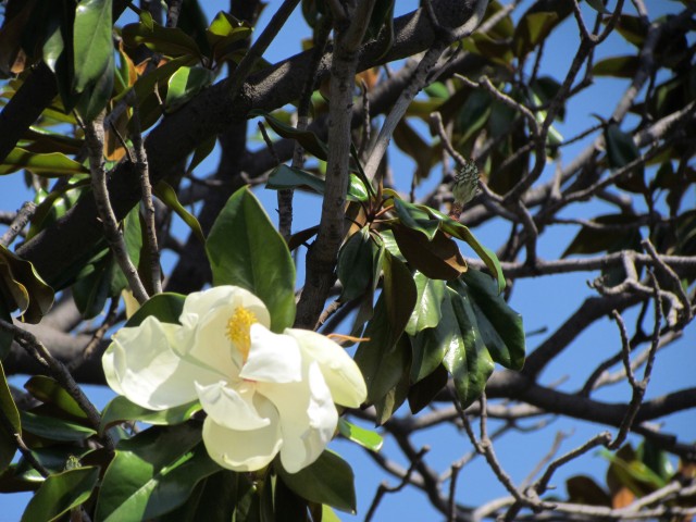 Magnolia grandiflora MagnoliaSantiagoFlower3.JPG