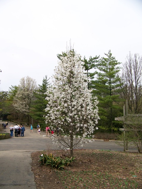 Magnolia x MagnoliaWadasMemory.JPG