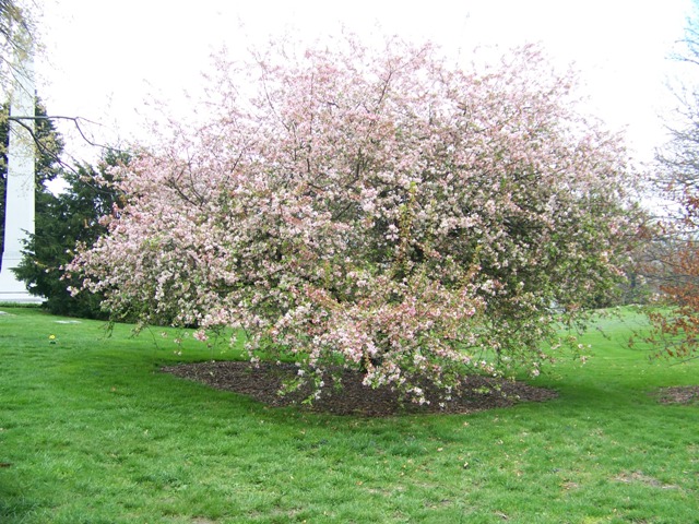 Malus floribunda Malusfloribunda.JPG