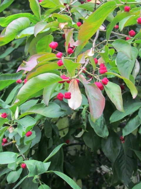 Euonymus hamiltonianus ManEuonymusYedoensisFlowerAndLeaf.JPG