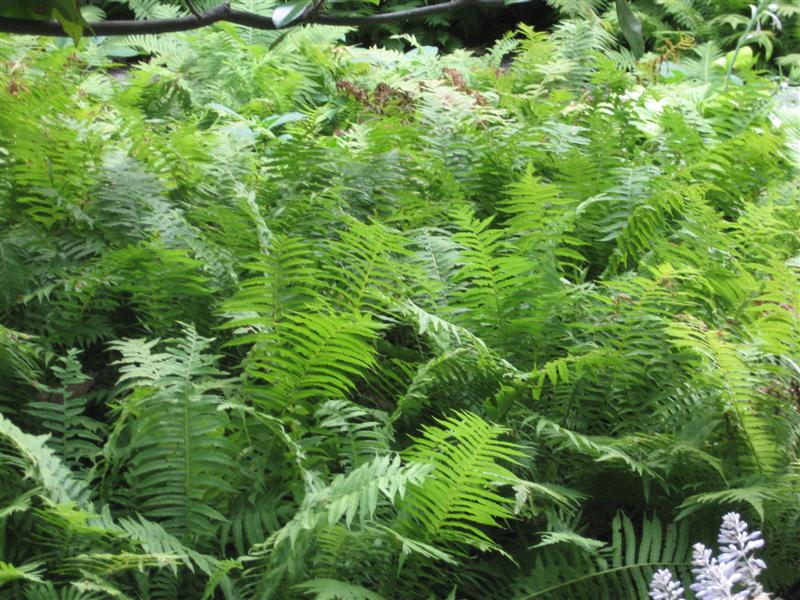 Matteuccia struthiopteris Matteuccia_struthiopteris.JPG