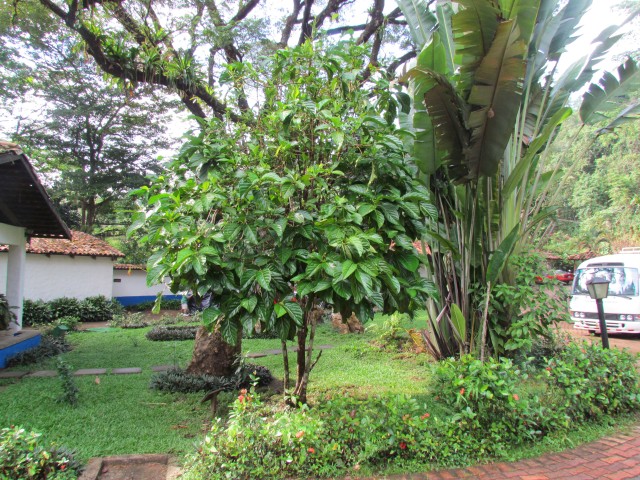 Morinda citrifolia MorindaCitrifoliaFull2CostaRica.JPG