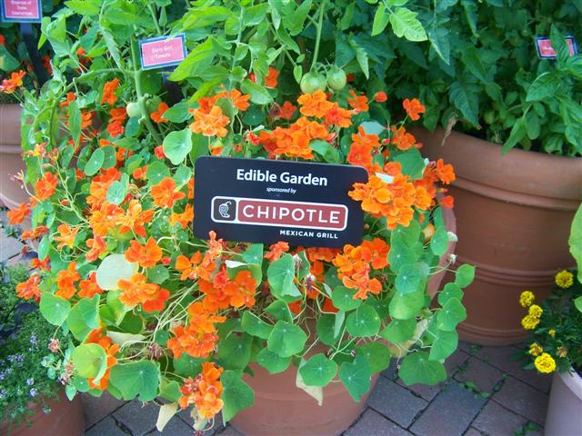 Picture of Tropaeolum spp  Nasturtium
