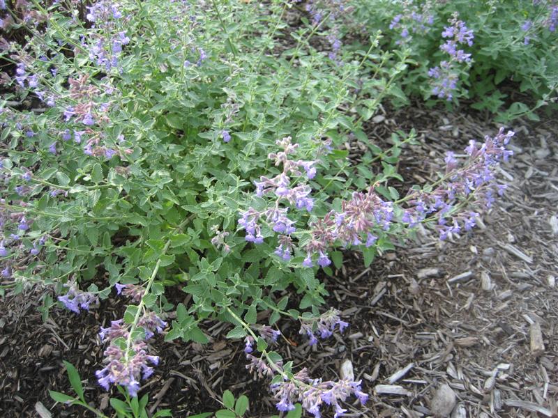 Nepeta x faassenii Nepeta_faassenii_plant_far.JPG