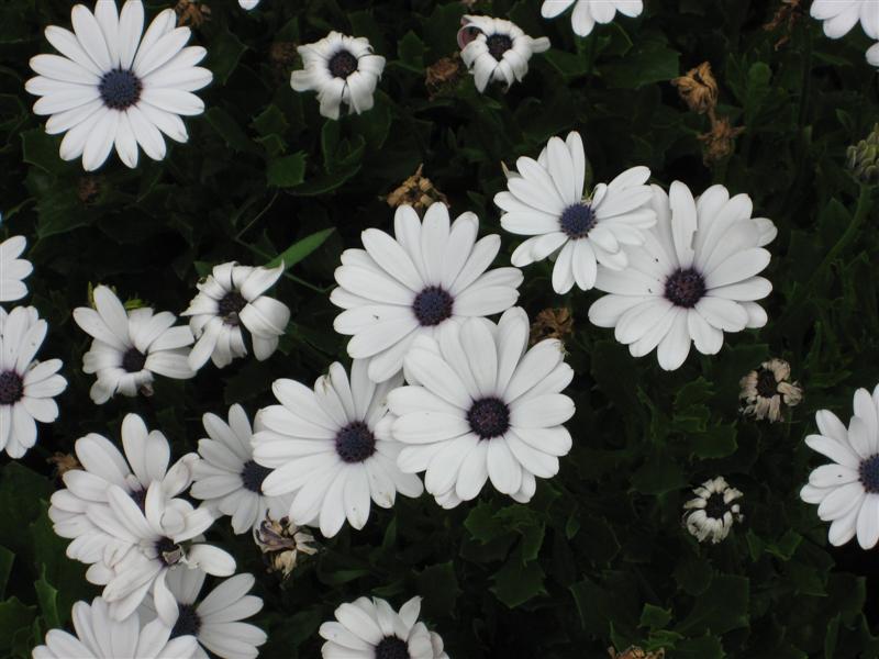 Osteopermum  Osteospermum_flowers.JPG