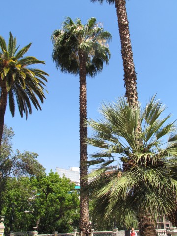 Washingtonia filifera PalmeraAbanicodeCaliforniaSantiago1.JPG