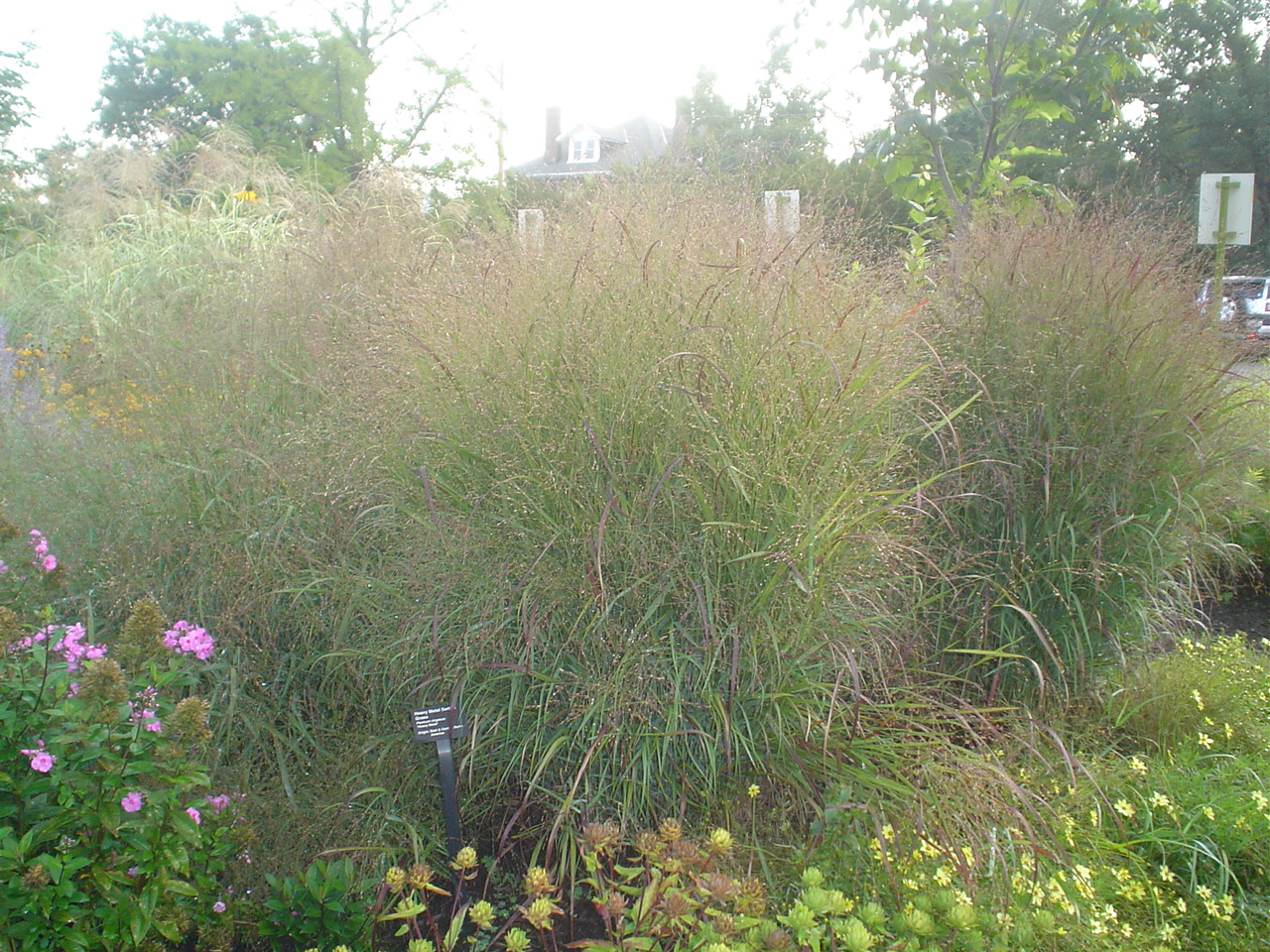 Picture of Panicum virgatum 'Heavy Metal' Switch Grass