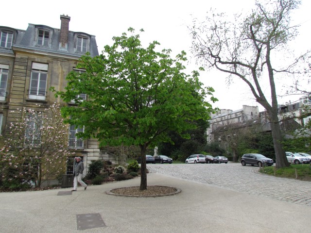 Aesculus hippocastanum ParisAesculusHippocastanm_2_1.JPG