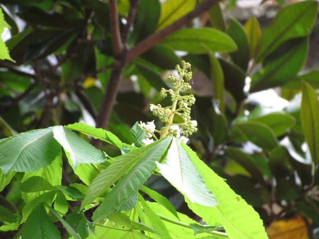 Aesculus hippocastanum ParisAesculusHippocastanum_1_1.JPG