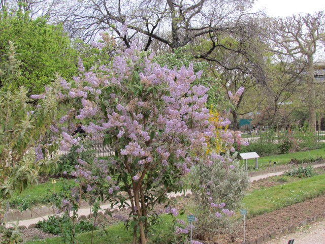 Buddleia officinalis ParisBuddlejaOfficinalisPlant2.JPG
