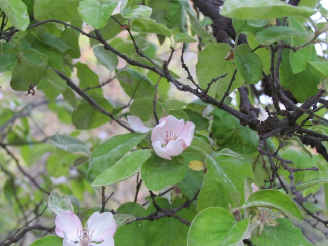 cydonia oblonga ParisCydoniaObloongaFlower2.JPG