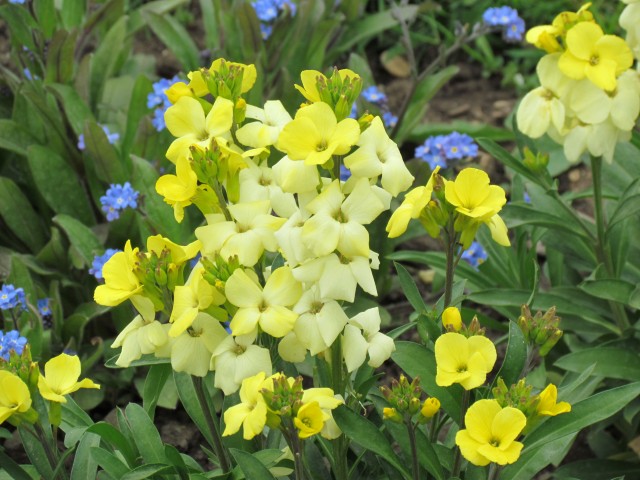 Erysimum cheiri ParisErysiumCheieriFlower.JPG