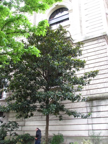 Magnolia grandiflora ParisMagnoliaGrandiflora_1_1.JPG