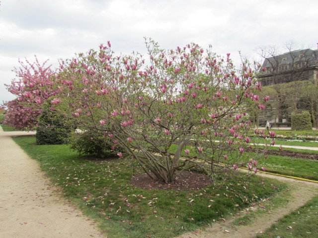 Magnolia liliiflora ParisMagnoliaLilifloraNigraInBloomFullPlant.JPG