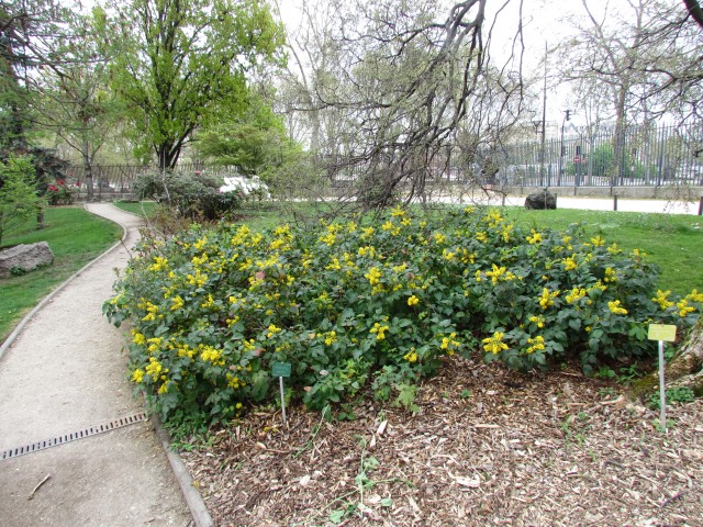 Mahonia repens ParisMahoniaRepens2.JPG