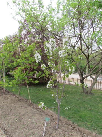 Prunus avium ParisPrunusAvium.JPG