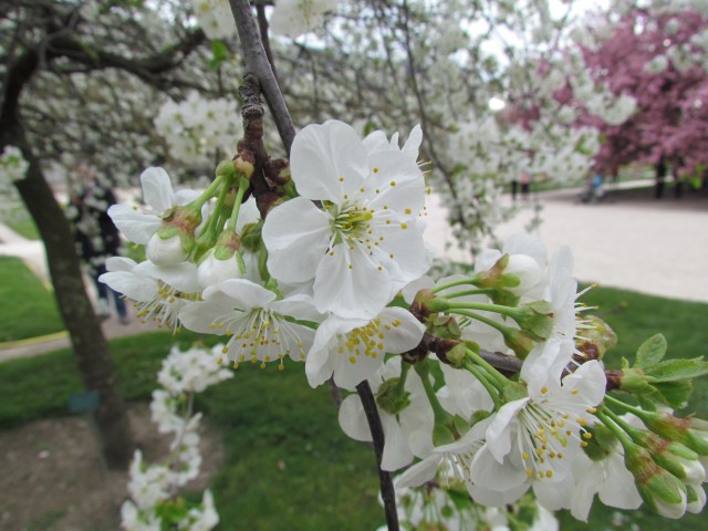 Prunus cerasus ParisPrunusCerasusFlower.JPG