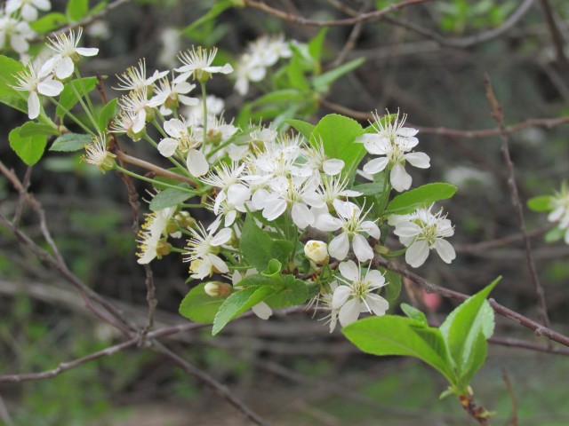 Prunus fruiticosa ParisPrunusFruiticosaFlower.JPG