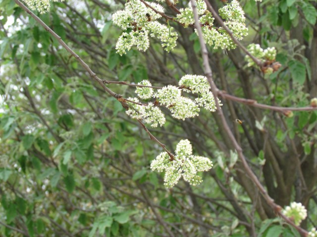 Prunus maackii ParisPrunusMaackiiFlower1.JPG