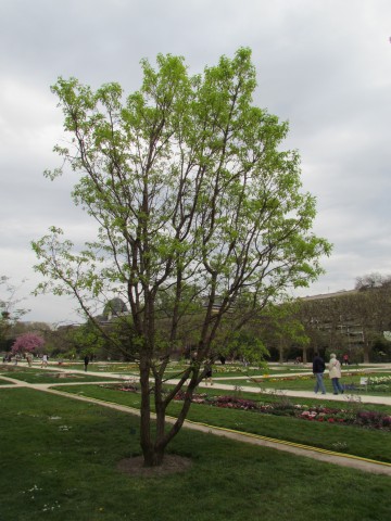 Syringa villosa ParisSyringaVillosa2_1.JPG