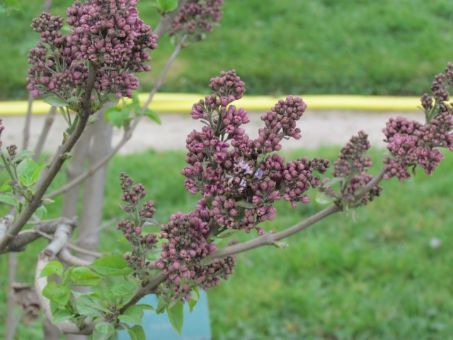 Syringa vulgaris ParisSyringaVulgarisFlower.JPG