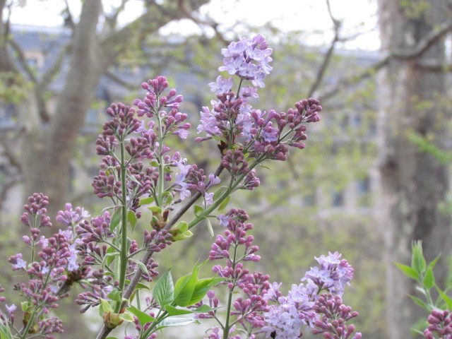 Syringa vulgaris ParisSyringaVulgarisFlowers.JPG