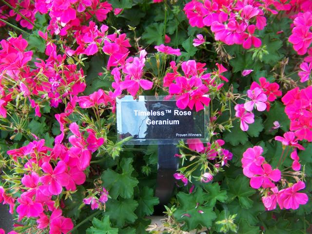 Picture of Pelargonium  Timeless� Rose Timeless� Rose Geranium