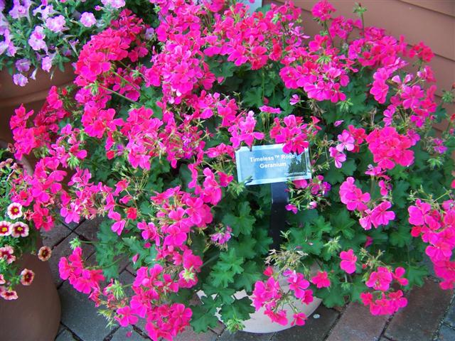 Picture of Pelargonium  Timeless� Rose Timeless� Rose Geranium