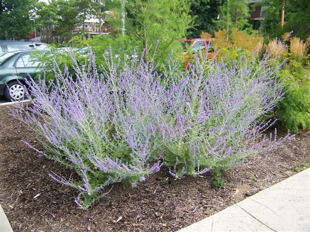 Picture of Perovskia atriplicifolia  Russian Sage