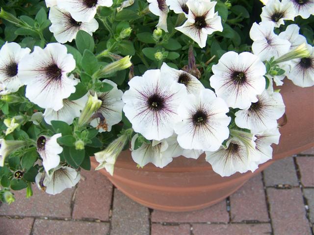 Picture of Petunia  Supertunia� White Russian 