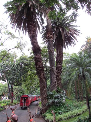 Phoenix canariensis PhoenixCanariensisFunchalFull2.JPG