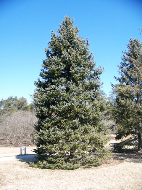 Picea pungens PiceapungensHoopsii.JPG