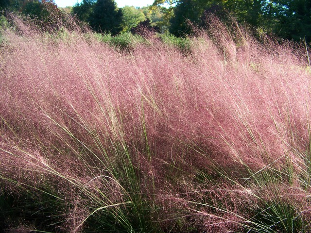 Picture of Muhlenbergia capillaris  Pink Muhly Grass