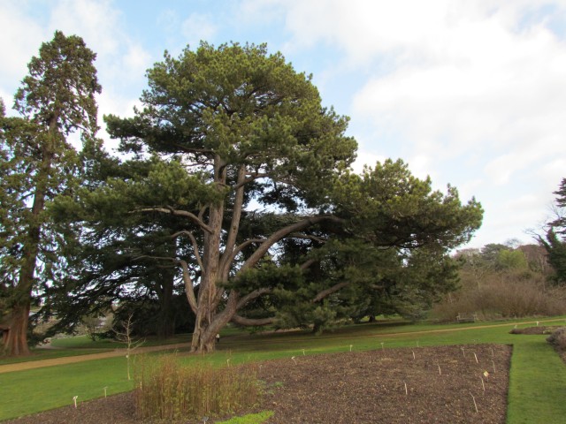 Pinus nigra PinusNigraSspPallasianaCrimeanPineFull.JPG