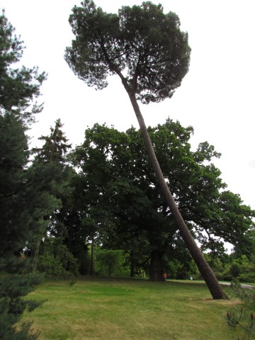 Pinus pinaster PinusPinasterDiagonalKew.JPG
