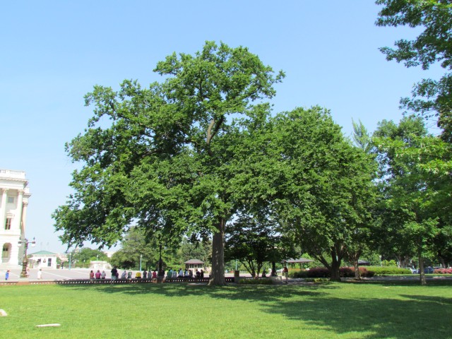 Ulmus americana PlantLegacyUlmusAmericanaGreaterNorthernDakotaAssociation1.JPG