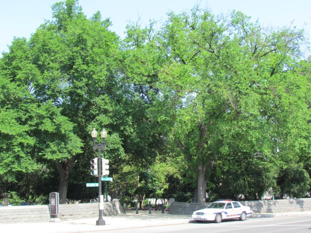 Ulmus americana PlantLegacyUlmusAmericanaShelbyCollum.JPG
