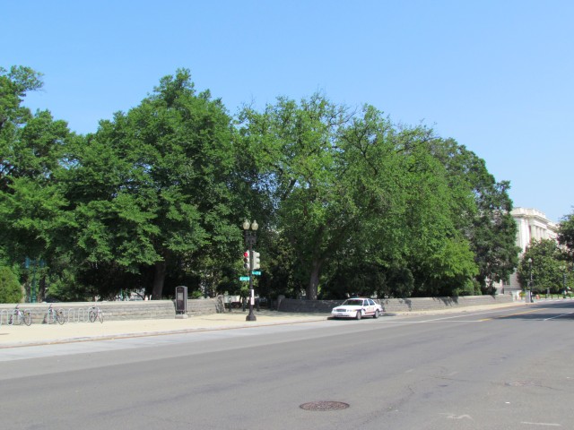 Ulmus americana PlantLegacyUlmusAmericanaShelbyCullom2.JPG