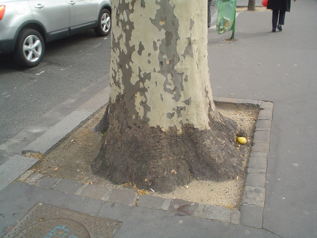 Platanus x acerifolia Platanusxacerifoliatrunk.JPG