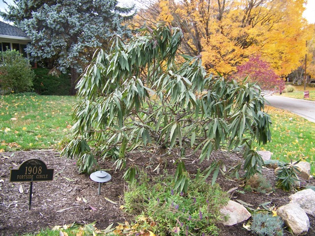 Prunus persica Prunuspersica.JPG