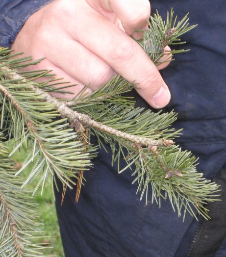 Picture of Pseudotsuga menziesii Douglasfir