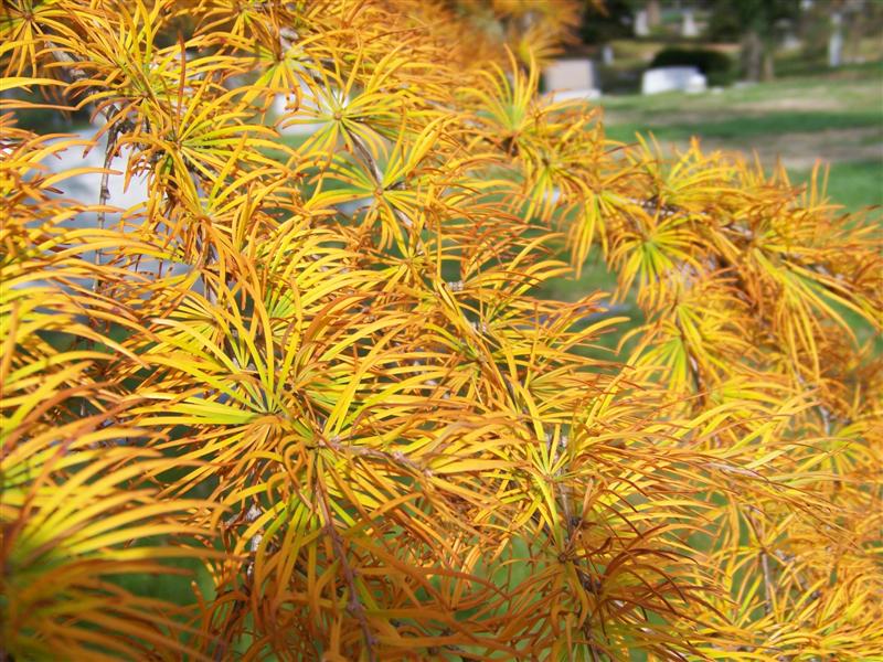 Picture of Pseudolarix kaempferi  Golden Larch