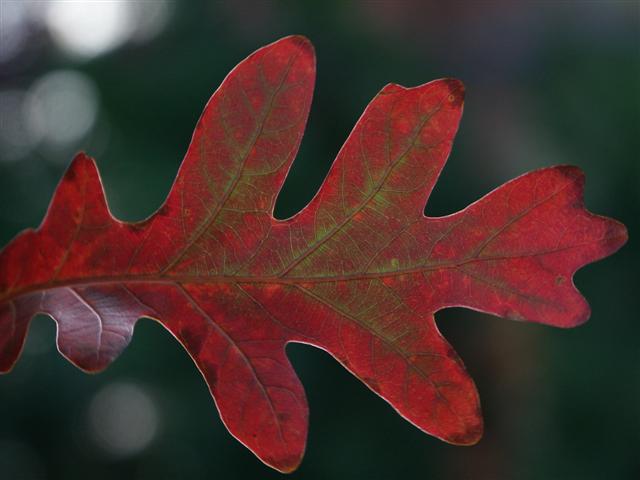 Picture of Quercus alba  White Oak