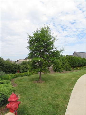 Quercus phellos QuercusPhellos1.JPG