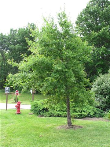 Quercus phellos QuercusPhellos2.JPG