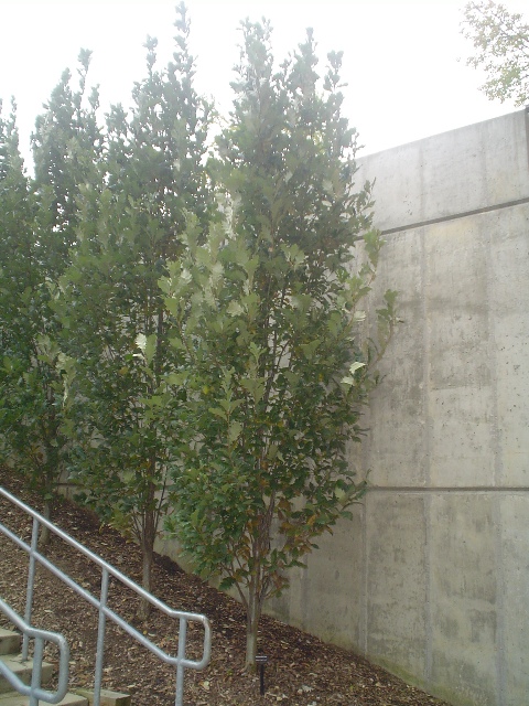 Picture of Quercus robur x Q. bicolor 'Regal Prince'� Regal Prince English Oak