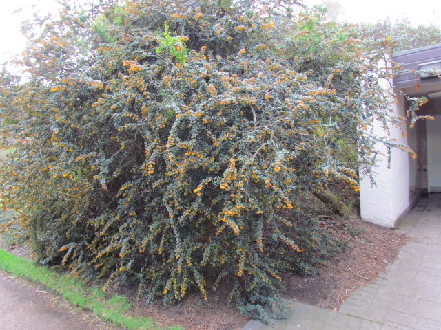 Berberis darwinii RBGEdinburghBerberisDarwiniiFull.JPG