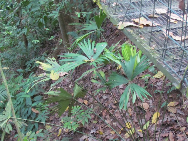 Rhapis excelsa RhapsisExeltataCostaRica6.JPG