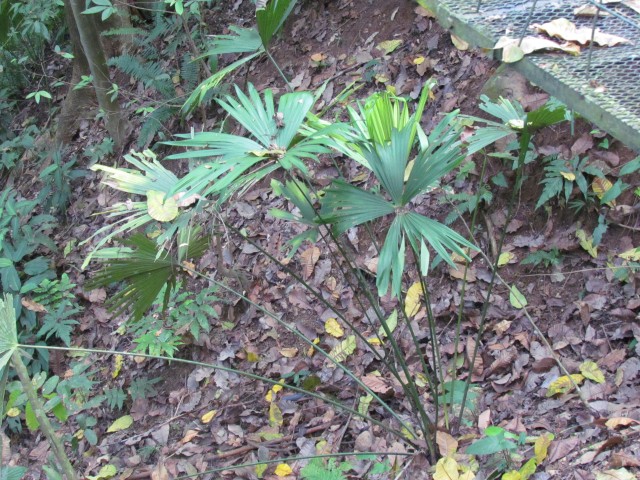 Rhapis excelsa RhapsisExeltataCostaRica7.JPG